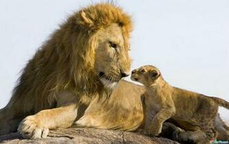 Animals Wallpaper The Best Animal You Ever Had Seen