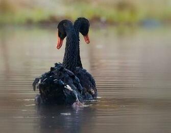 Black Swans Wallpaper HD
