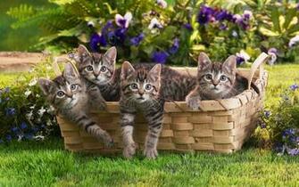 Animal Wallpaper Hq Funniest Crazy Funny Cats