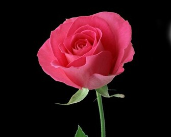 Rose Flowers Wallpaper Pictures Of Red