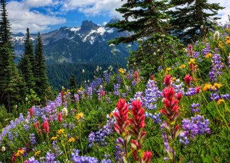 Wildflower Wallpaper