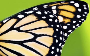 Butterfly Wings Close Up Wallpaper