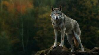Gray Wolf Computer Wallpaper Desktop Background