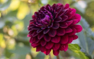 Wallpaper Flower Dahlia Bokeh Raspberry Image For Desktop