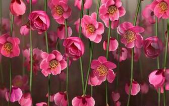 Pink Blossoms On Vines HD Wallpaper Background Image