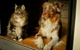 Cat And Dog Friends Wallpaper Image Pictures
