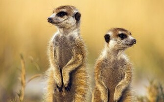 Animal Meerkat Wallpaper