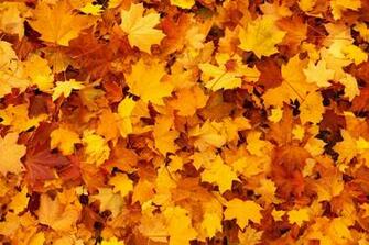 Maple Leaves Background Stock Photo HD Public Domain Pictures