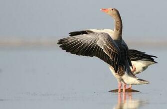 Goose Wallpaper
