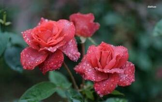 Red Roses With Water Drops Wallpaper Flower