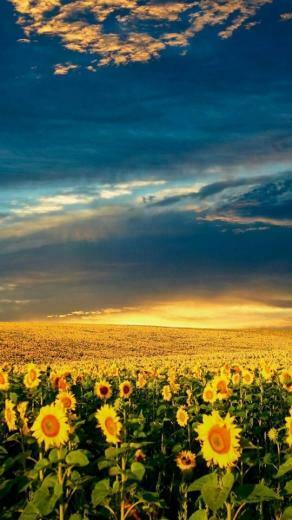 Nokia Lumia Full HD Wallpaper Nature