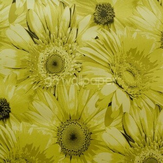 Debona Gerbera Daisy Flower Lime Wallpaper