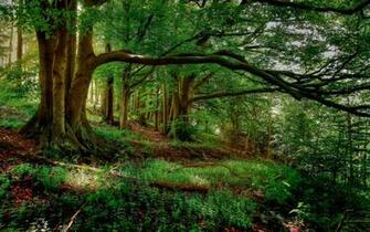 Forest Wallpaper HD Background
