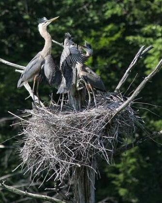 Great Blue Heron Photos Wallpaper The Fun Bank