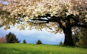 Spring Screensavers Wallpaper