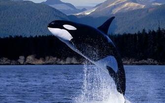 Im Orca Wallpaper 1980x1080p Px Picserio