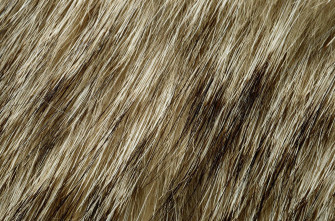 Animal Fur Wallpaper