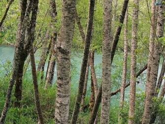 Try It Now Related Wallpaper Nature Tree Branch This
