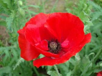 Poppy Flower Wallpaper Full Desktop Background
