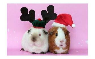 Cute Guineas Christmas Photo Guinea Pig Pictures
