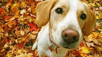 Beagle Desktop Pc And Mac Wallpaper