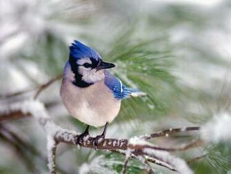 Hq Blue Jay Wallpaper