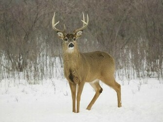 Find The Biggest Animals Kingdom And In World