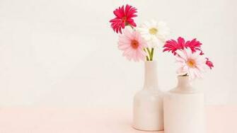 Gerbera Wallpaper X Net