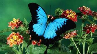 High Definition Animal Wallpaper And Background Image