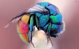 Colorful Insects Wallpaper