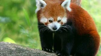 Red Panda Wallpaper