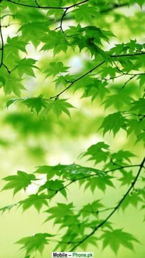 Green Jpg