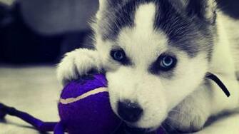 Cute Animal Siberian Husky Wallpaper Wide High