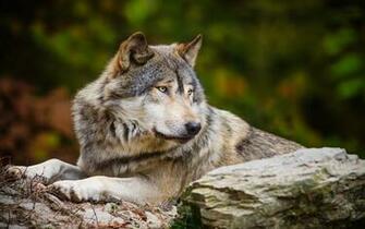Wolf Computer Wallpaper Desktop Background