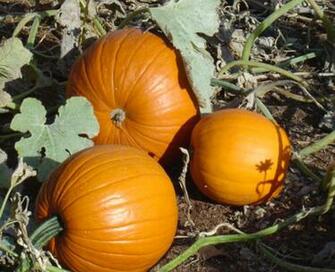 Fall Pumpkin Wallpaper HD Background Desktop
