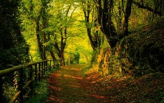 Fall HD Wallpaper 1080pHD