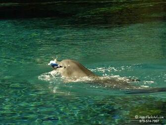 Dolphin S Garden By Mary Screensaver Wallpaper Outlook Colorful And