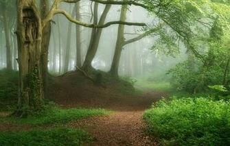 Wallpaper Forest Fog Photo Path Image For Desktop Section