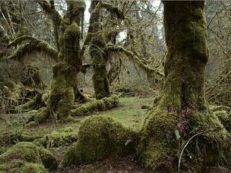 Habitats Temperate Rain Forest Pictures Wallpaper S