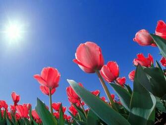 Red Tulips Wallpaper Desktop