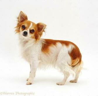 Of Chihuahua Mixes Wallpaper For Desktop Background