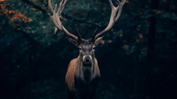Deer Portrait Big Horns Animal Wallpaper