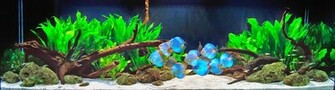 Discus Fish Photos Wallpaper The Fun Bank