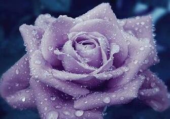Purple Rose Flowers
