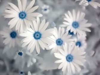 Summer Flowers Desktop Background