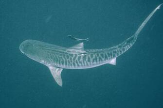 Tiger Shark Pictures And HD Wallpaper