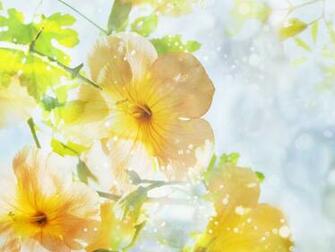 Wallpaper Summer Flowers HD Background Desktop