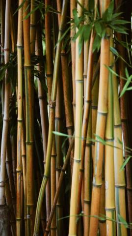 Bamboo Pictures Image Stock Photos