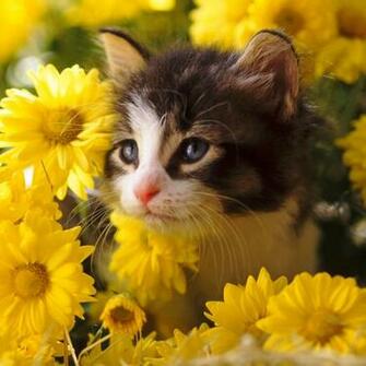 HD Cat iPad Wallpaper