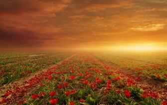 Flower Fields Wallpaper HD